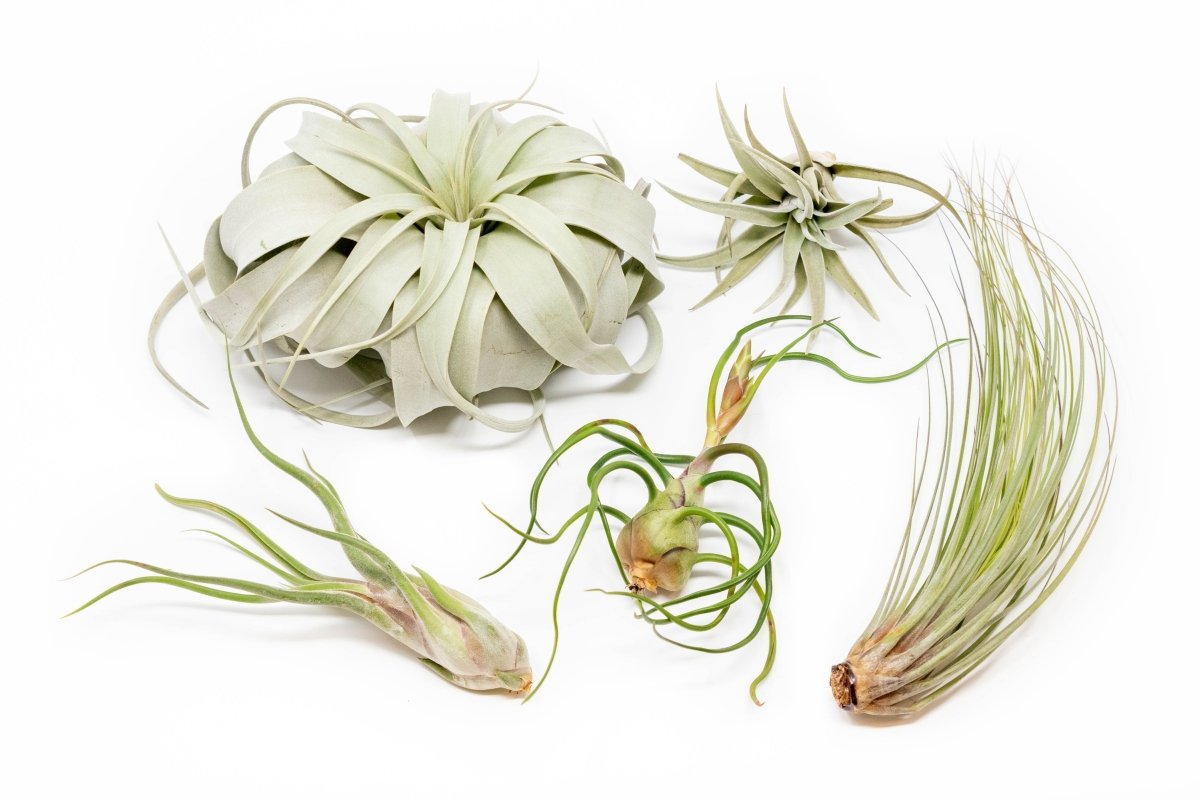  Large Tillandsia Air Plant Variety Pack – 5 Extra-Large Tillandsia