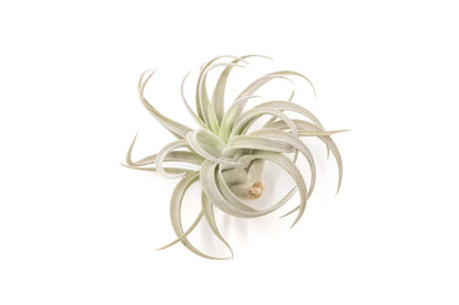  Large Tillandsia Air Plant Variety Pack – 5 Extra-Large Tillandsia