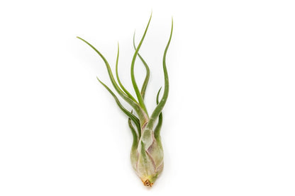  Large Tillandsia Air Plant Variety - Set Of 10, 15, Or 20