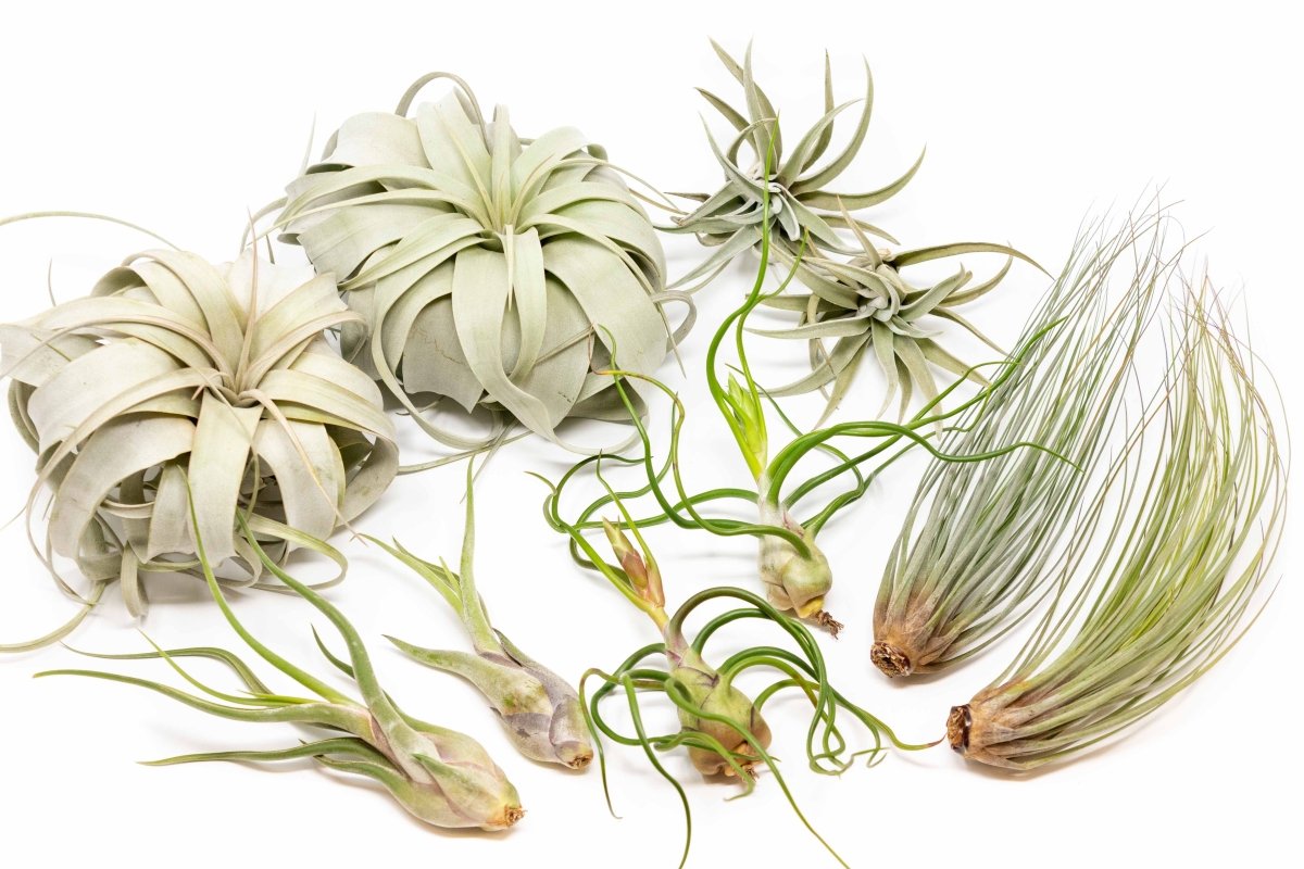  Large Tillandsia Air Plant Variety - Set Of 10, 15, Or 20