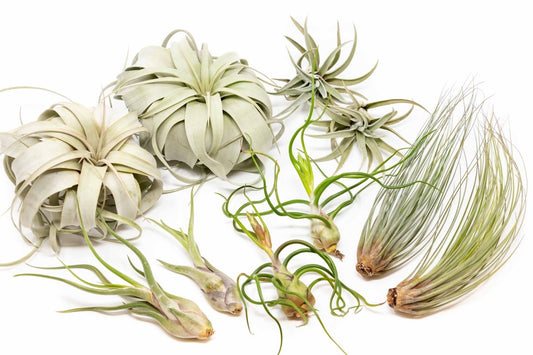  Large Tillandsia Air Plant Variety - Set Of 10, 15, Or 20