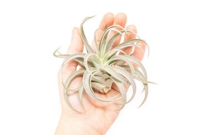  Large Tillandsia Air Plant Variety - Set Of 10, 15, Or 20