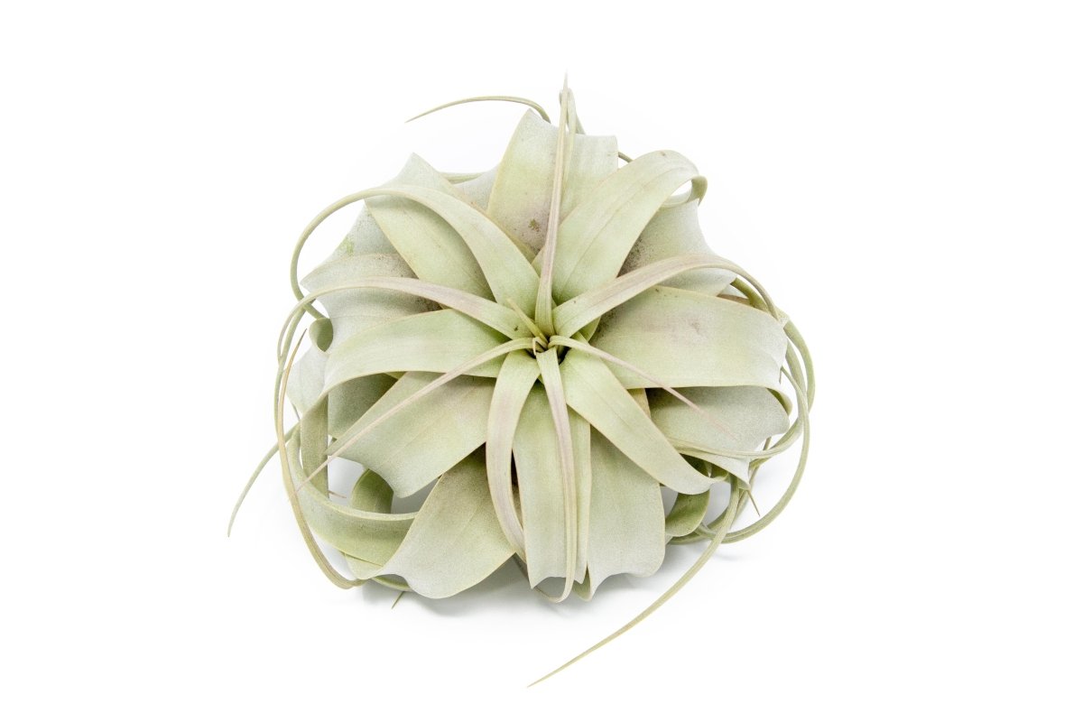  Large Tillandsia Air Plant Variety - Set Of 10, 15, Or 20