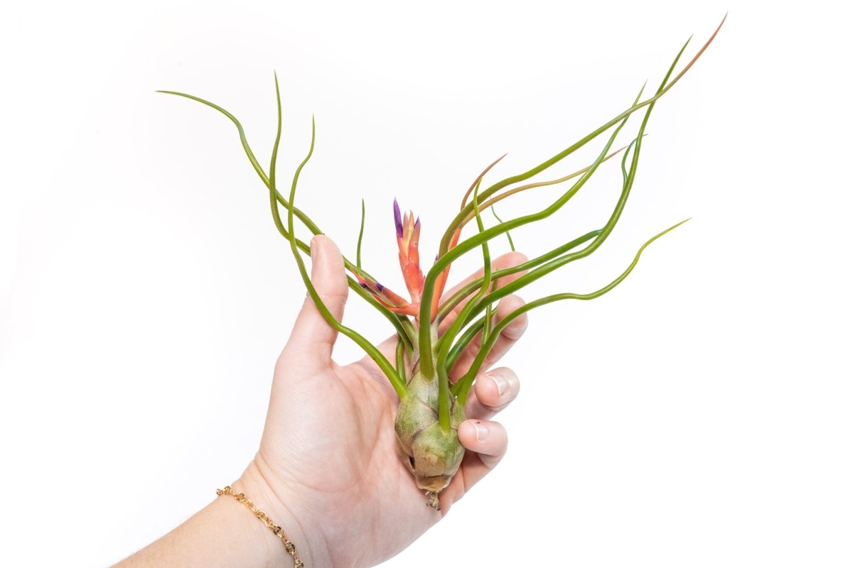  Large Tillandsia Air Plant Variety - Set Of 10, 15, Or 20