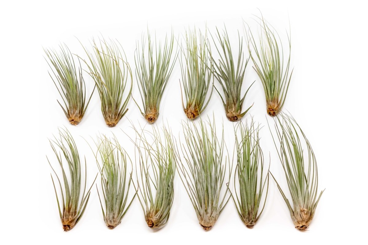  Large Tillandsia Juncea - Set Of 10, 15 Or 20 Air Plants
