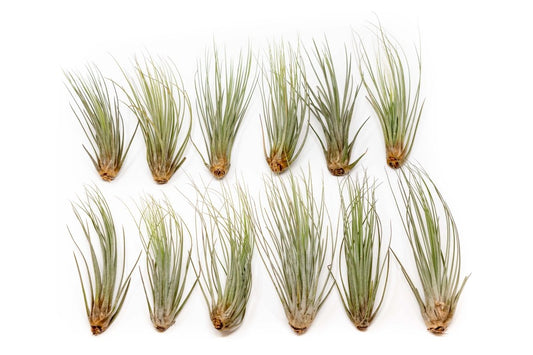  Large Tillandsia Juncea - Set Of 10, 15 Or 20 Air Plants