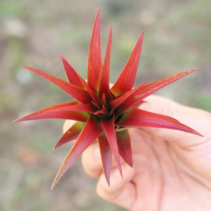  Large Tillandsia Red Abdita Air Plant - 1 Pack
