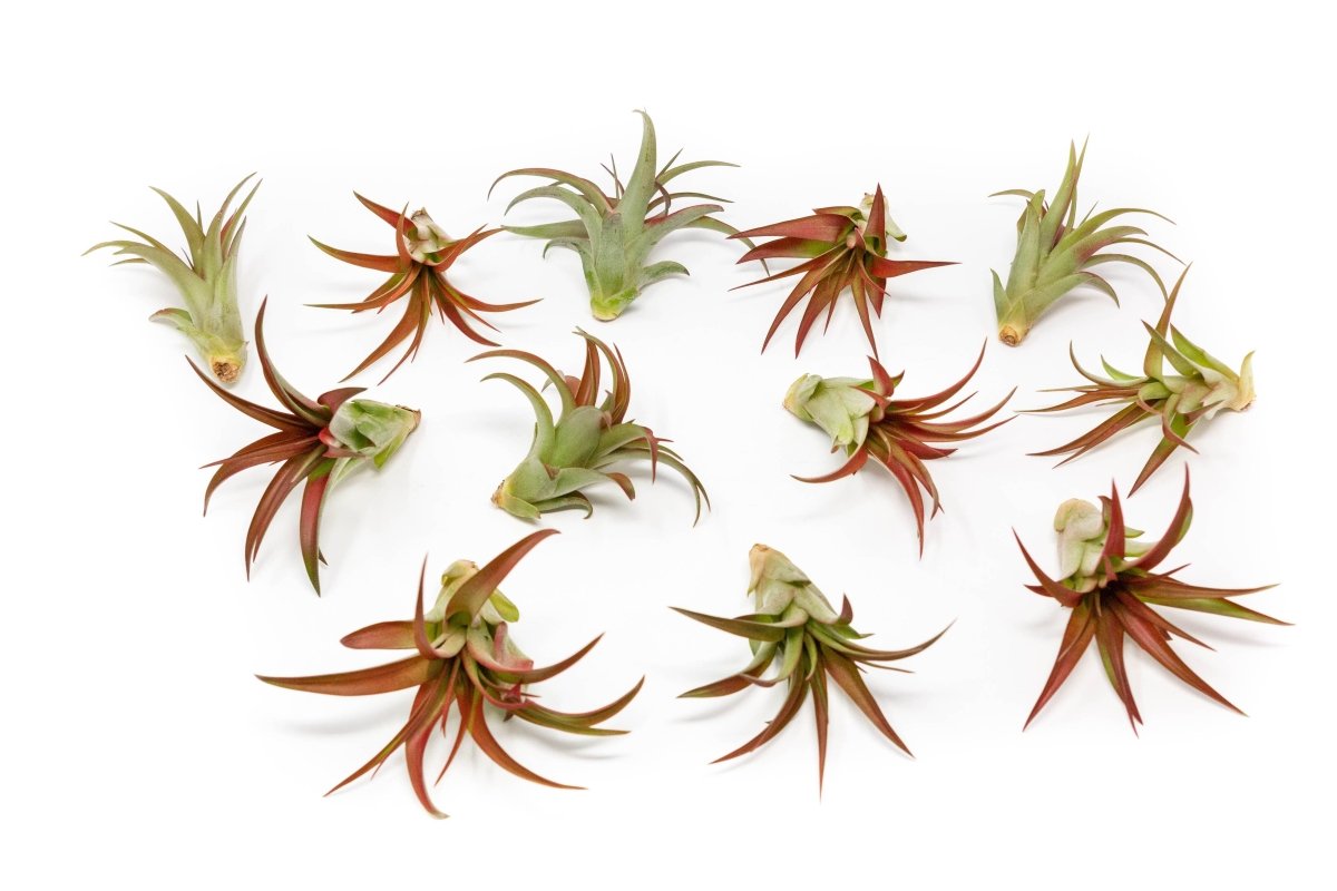  Large Tillandsia Red Abdita Air Plant - 1 Pack