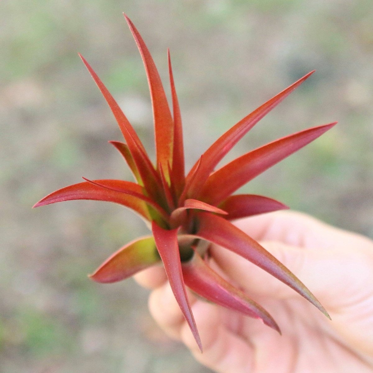  Large Tillandsia Red Abdita Air Plant - 1 Pack
