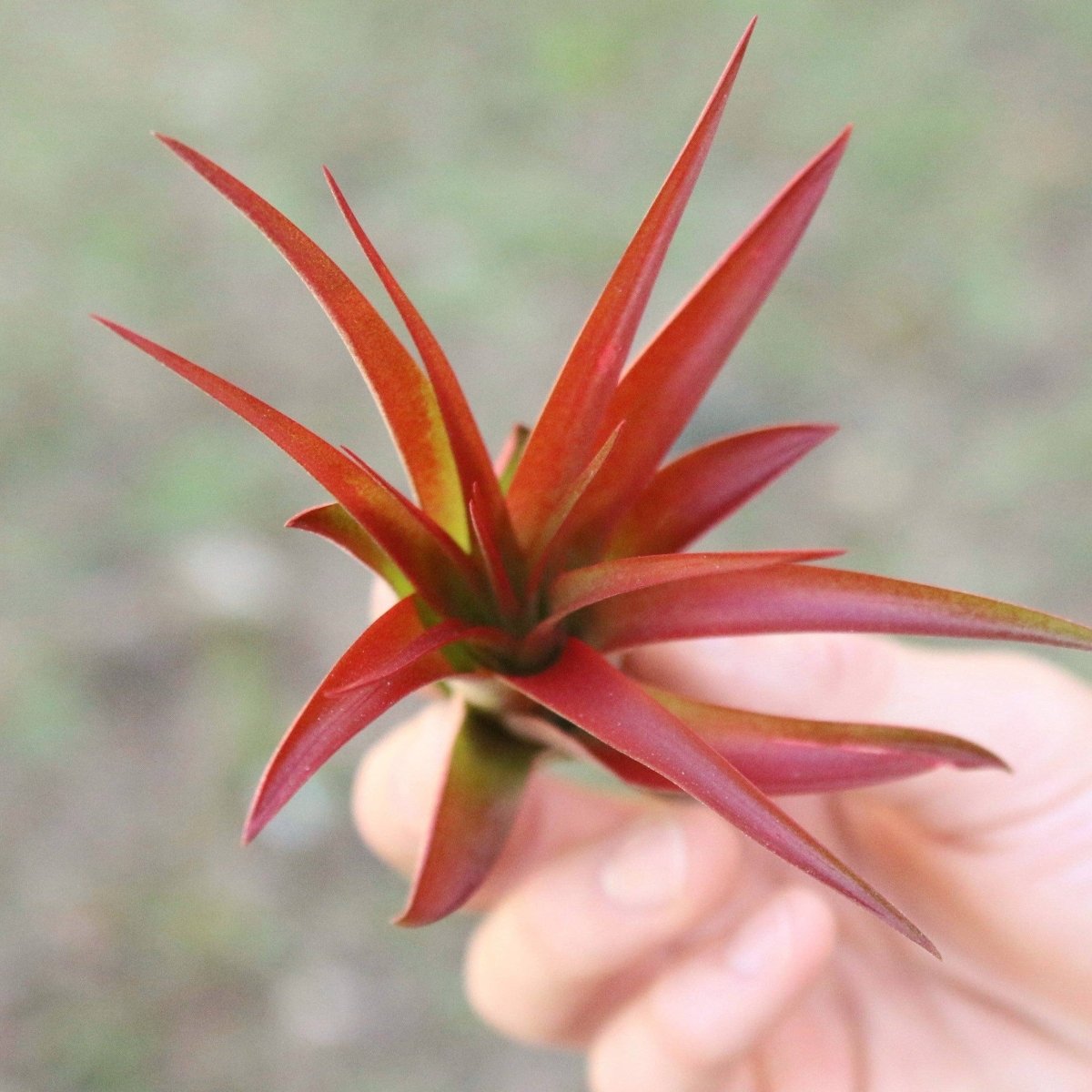  Large Tillandsia Red Abdita Air Plant - 1 Pack