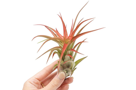  Large Tillandsia Red Abdita Air Plants / 5-6 Inch Plants