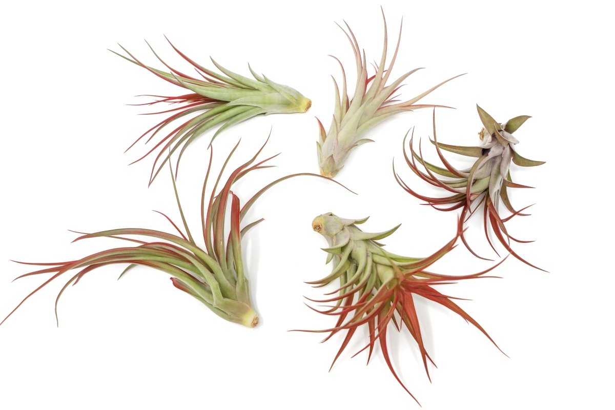  Large Tillandsia Red Abdita Air Plants / 5-6 Inch Plants