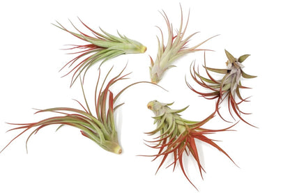  Large Tillandsia Red Abdita Air Plants / 5-6 Inch Plants