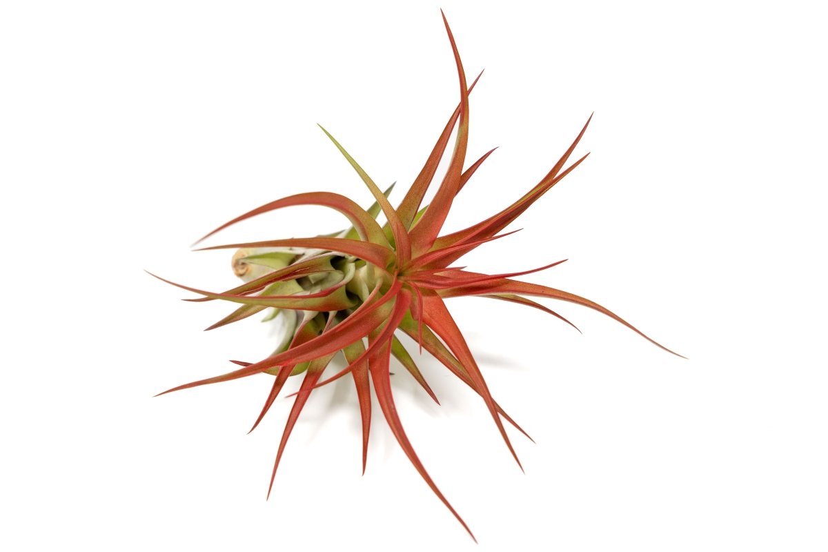  Large Tillandsia Red Abdita Air Plants / 5-6 Inch Plants