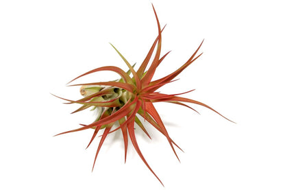  Large Tillandsia Red Abdita Air Plants / 5-6 Inch Plants