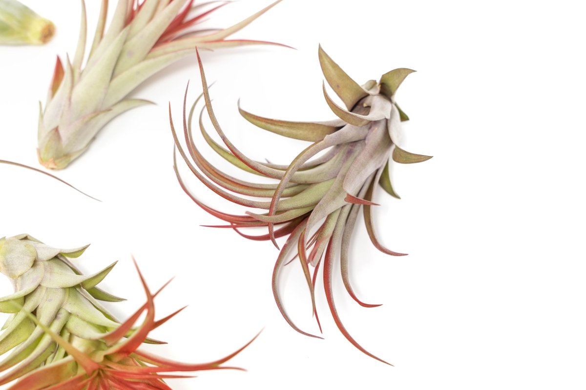  Large Tillandsia Red Abdita Air Plants / 5-6 Inch Plants