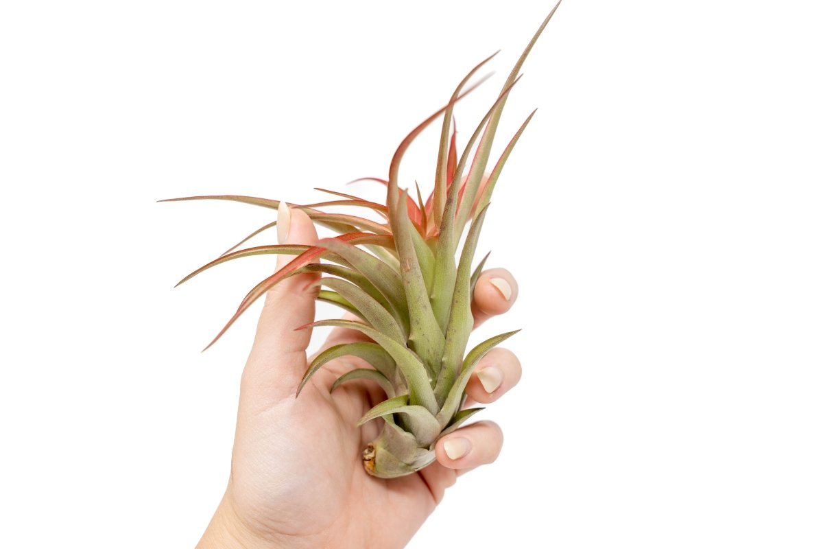  Large Tillandsia Red Abdita Air Plants / 5-6 Inch Plants