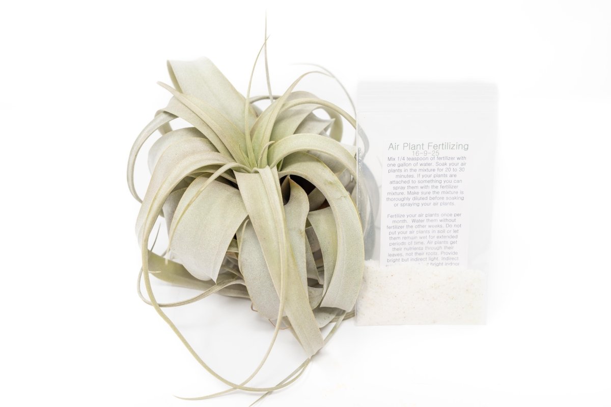  Large TillandsiaXerographica + 1 Year Air Plant Fertilizer Pack