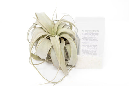  Large TillandsiaXerographica + 1 Year Air Plant Fertilizer Pack