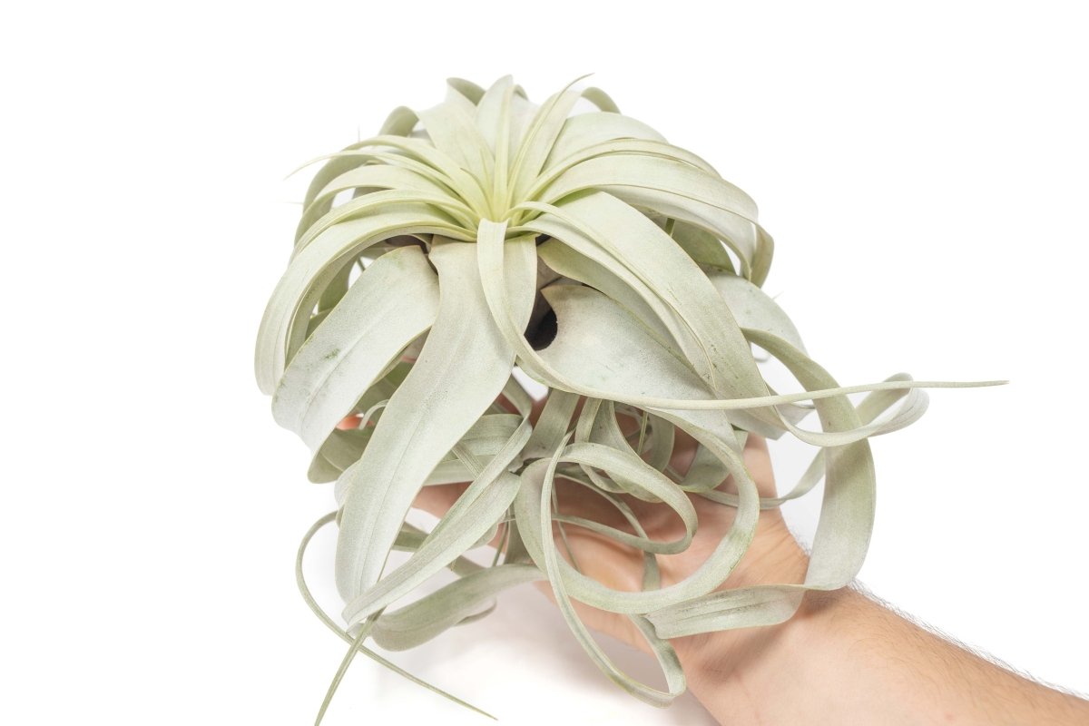  Large Tillandsia Xerographica / 6-8 Inches Wide