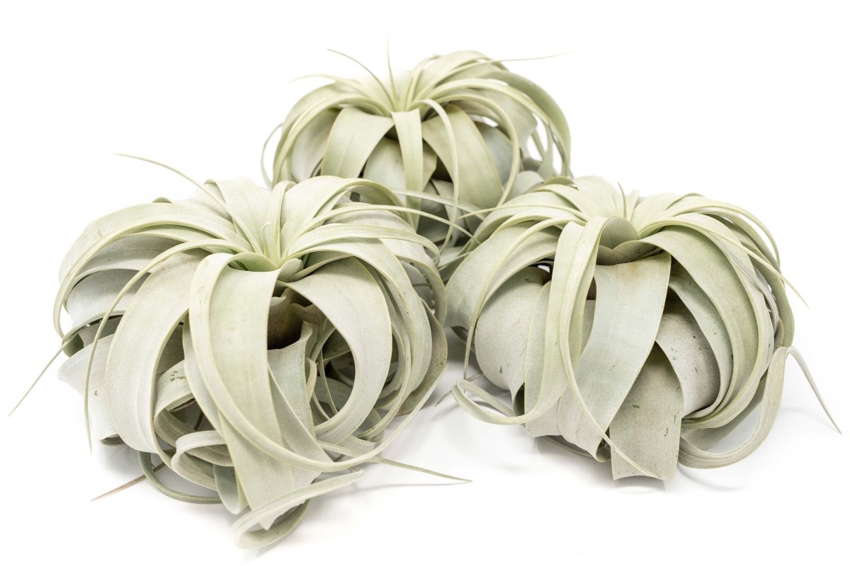  Large Tillandsia Xerographica / 6-8 Inches Wide
