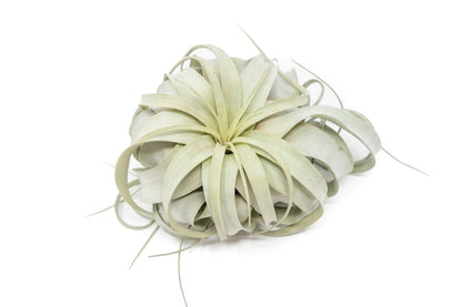  Large Tillandsia Xerographica / 6-8 Inches Wide