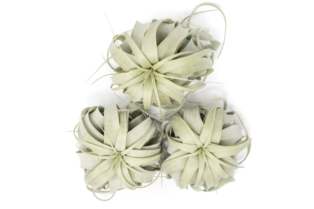  Large Tillandsia Xerographica / 6-8 Inches Wide