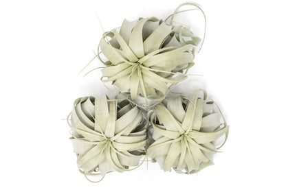  Large Tillandsia Xerographica / 6-8 Inches Wide