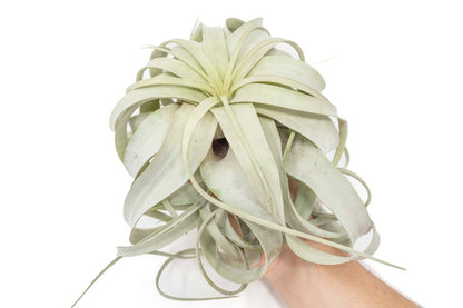 Large Tillandsia Xerographica