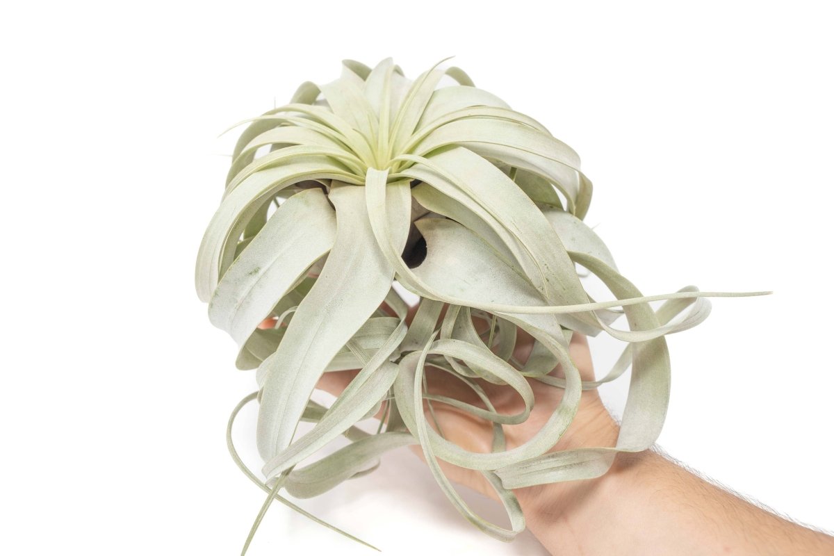  Large Tillandsia Xerographica