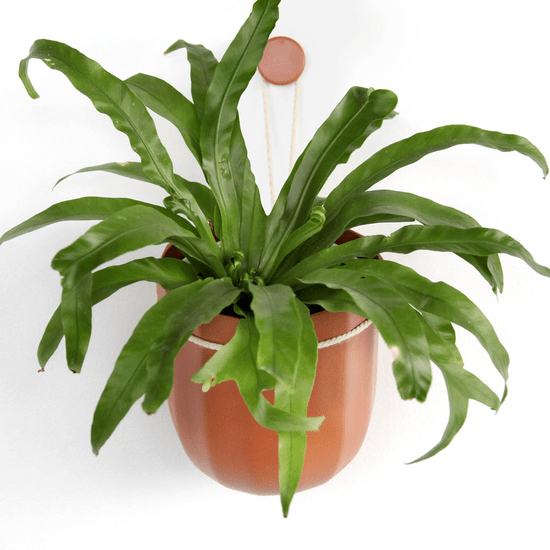  Leak-Free Hanging Planter In Terra Cotta – Modern 360° Drainage Indoor Pot