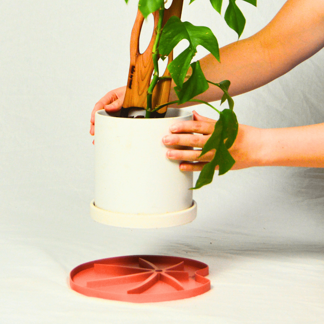  Lili Saucer – Stylish Lily Pad Plant Saucer For Drainage, Root Rot Prevention & Humidity