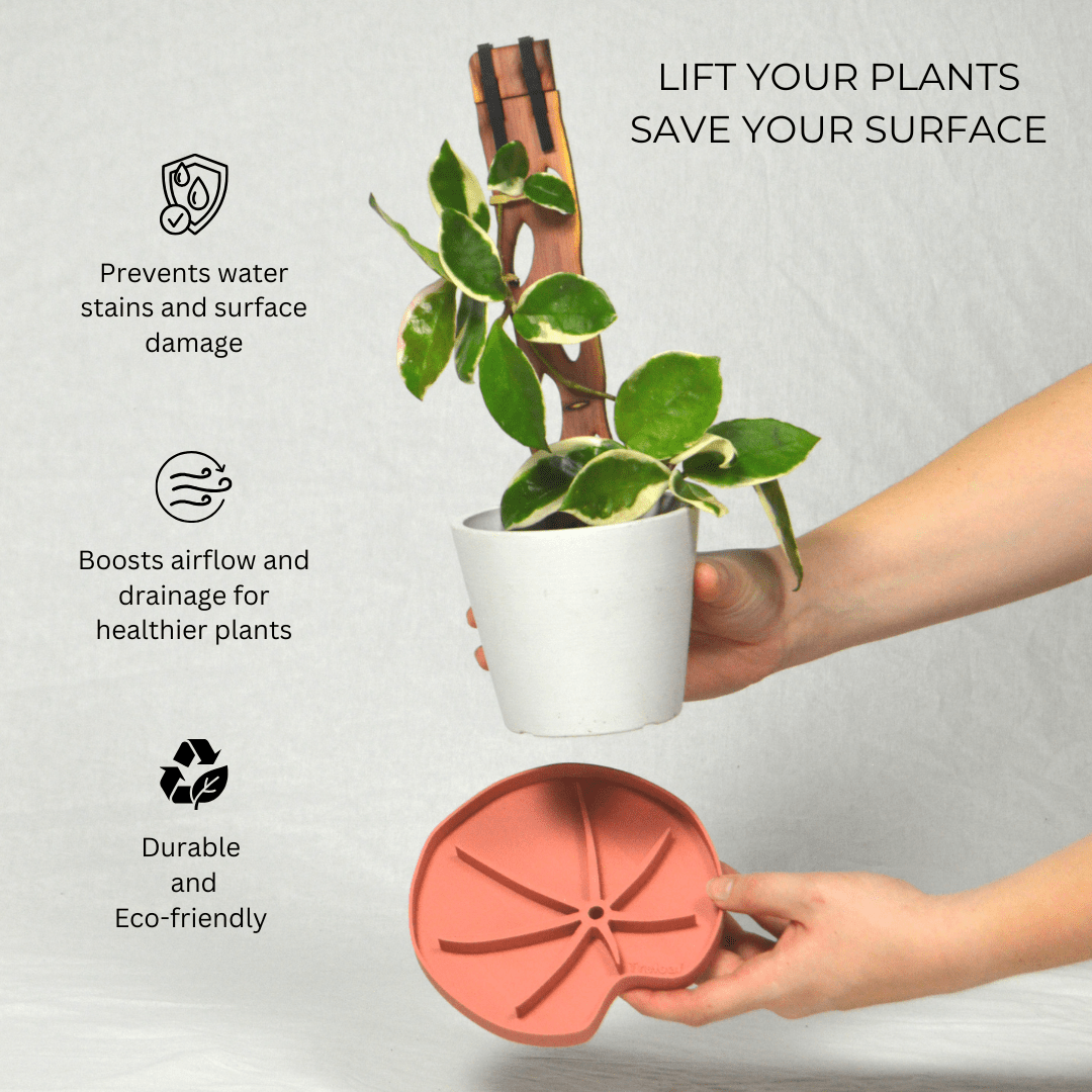  Lili Saucer – Stylish Lily Pad Plant Saucer For Drainage, Root Rot Prevention & Humidity