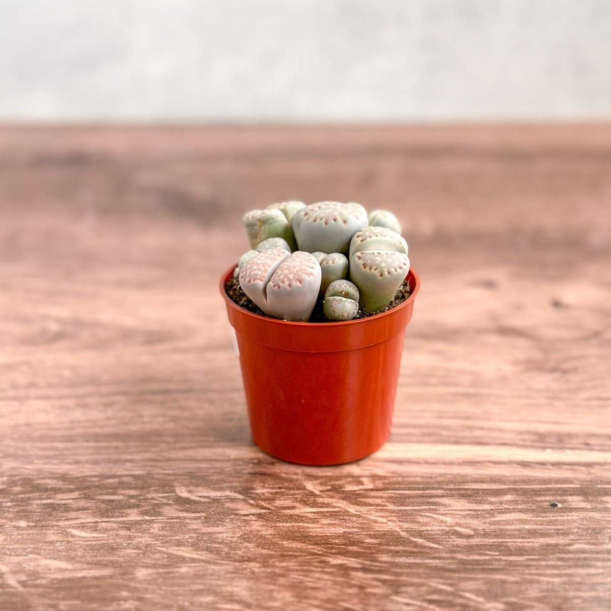  Lithops - Living Rock Plant