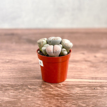  Lithops - Living Rock Plant