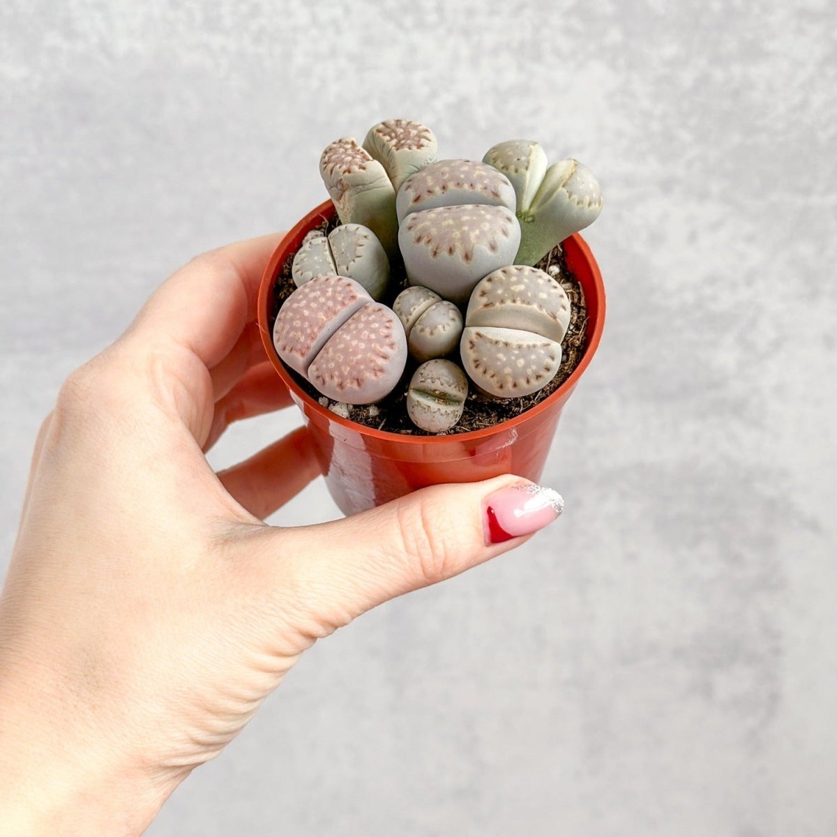  Lithops - Living Rock Plant