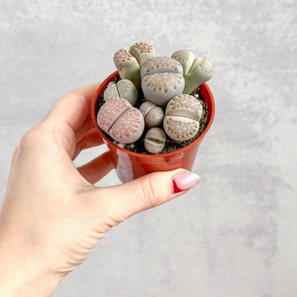  Lithops - Living Rock Plant