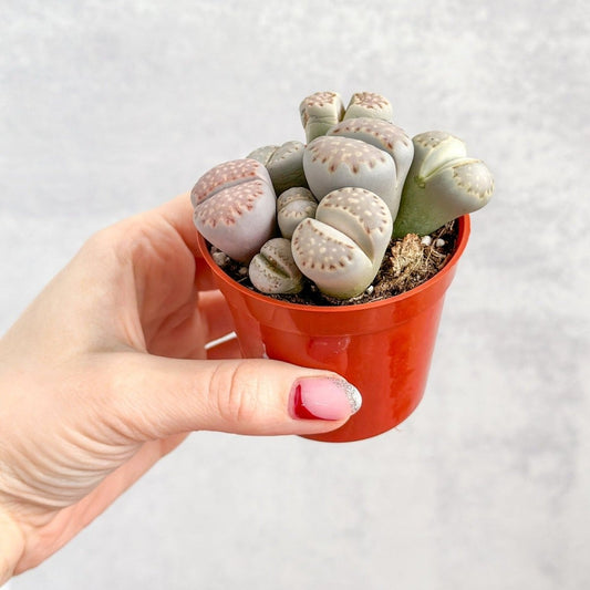  Lithops - Living Rock Plant
