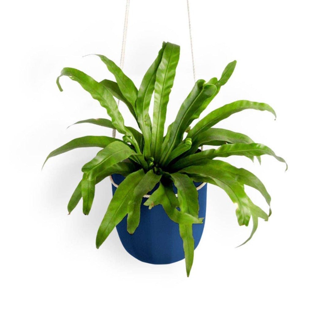  Loop Hanging Planter – Indigo | Leak-Proof, 360° Drainage & Deep Color Accent