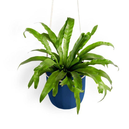  Loop Hanging Planter – Indigo | Leak-Proof, 360° Drainage & Deep Color Accent