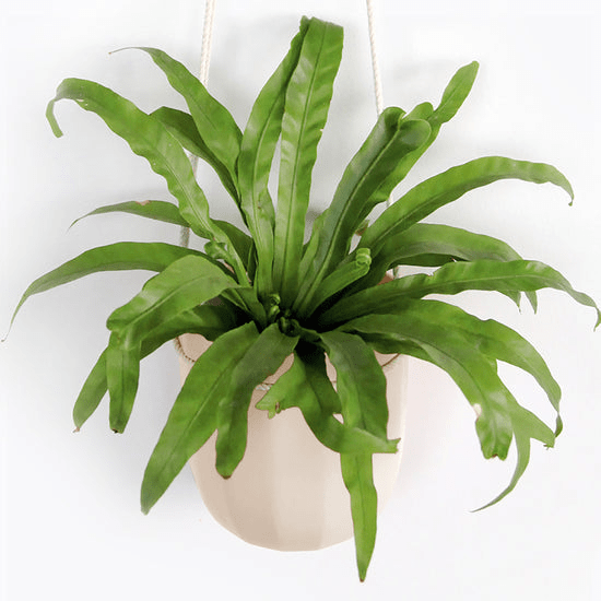  Loop Hanging Planter – Oat | Leak-Proof, 360°-Drainage & Minimalist