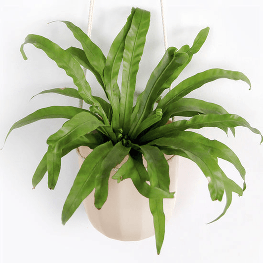  Loop Hanging Planter – Oat | Leak-Proof, 360°-Drainage & Minimalist