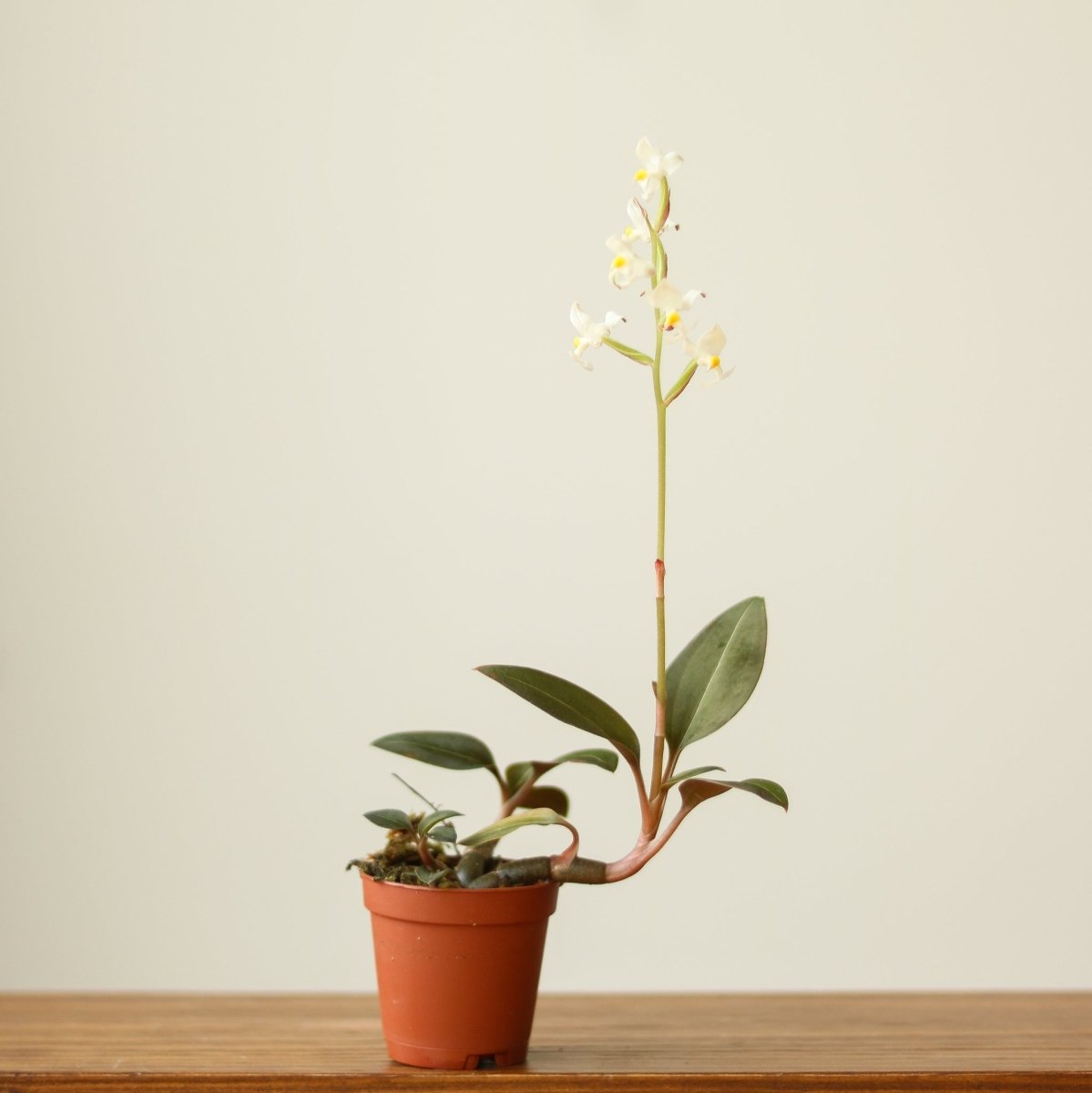  Ludisia Discolor - ‘Jewel Orchid’ Var. Nigrescens - Various Sizes