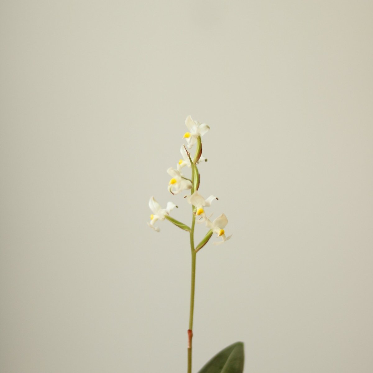  Ludisia Discolor - ‘Jewel Orchid’ Var. Nigrescens - Various Sizes