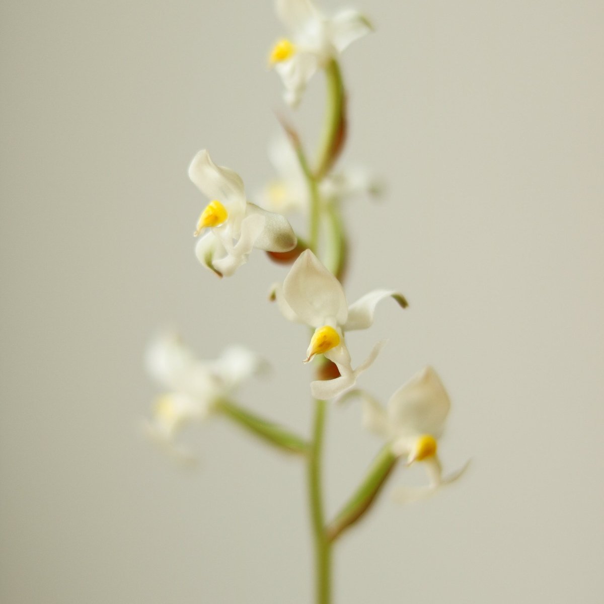  Ludisia Discolor - ‘Jewel Orchid’ Var. Nigrescens - Various Sizes