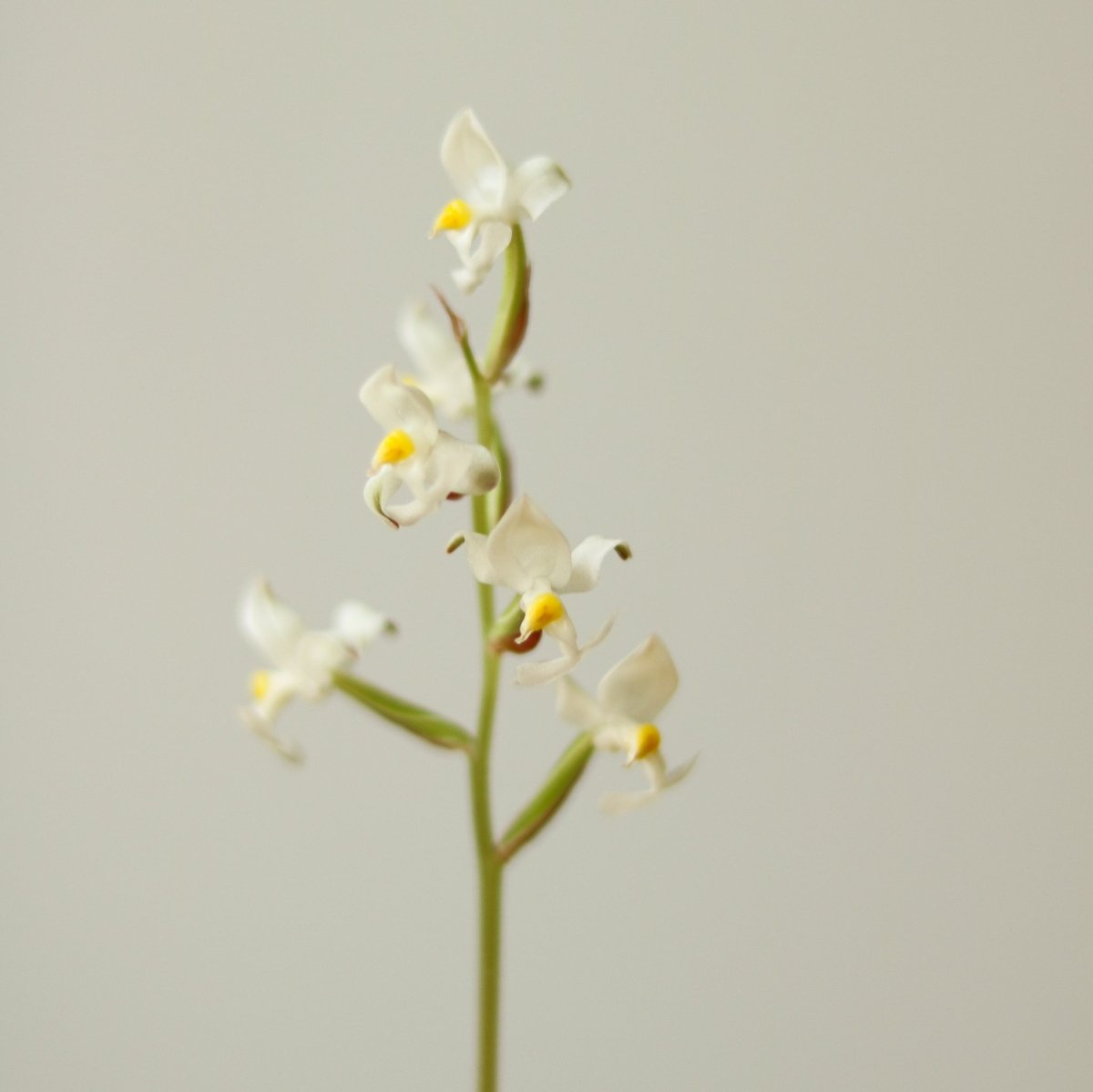  Ludisia Discolor - ‘Jewel Orchid’ Var. Nigrescens - Various Sizes