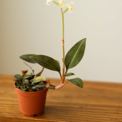  Ludisia Discolor - ‘Jewel Orchid’ Var. Nigrescens - Various Sizes