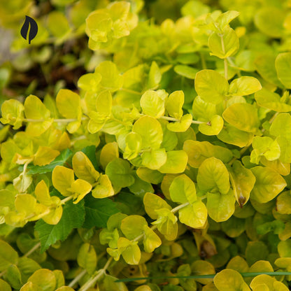  Lysimachia Nummularia - Creeping Jenny