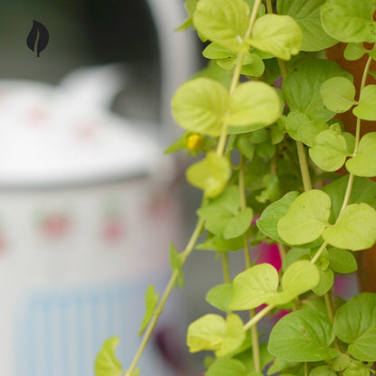 Lysimachia Nummularia - Creeping Jenny