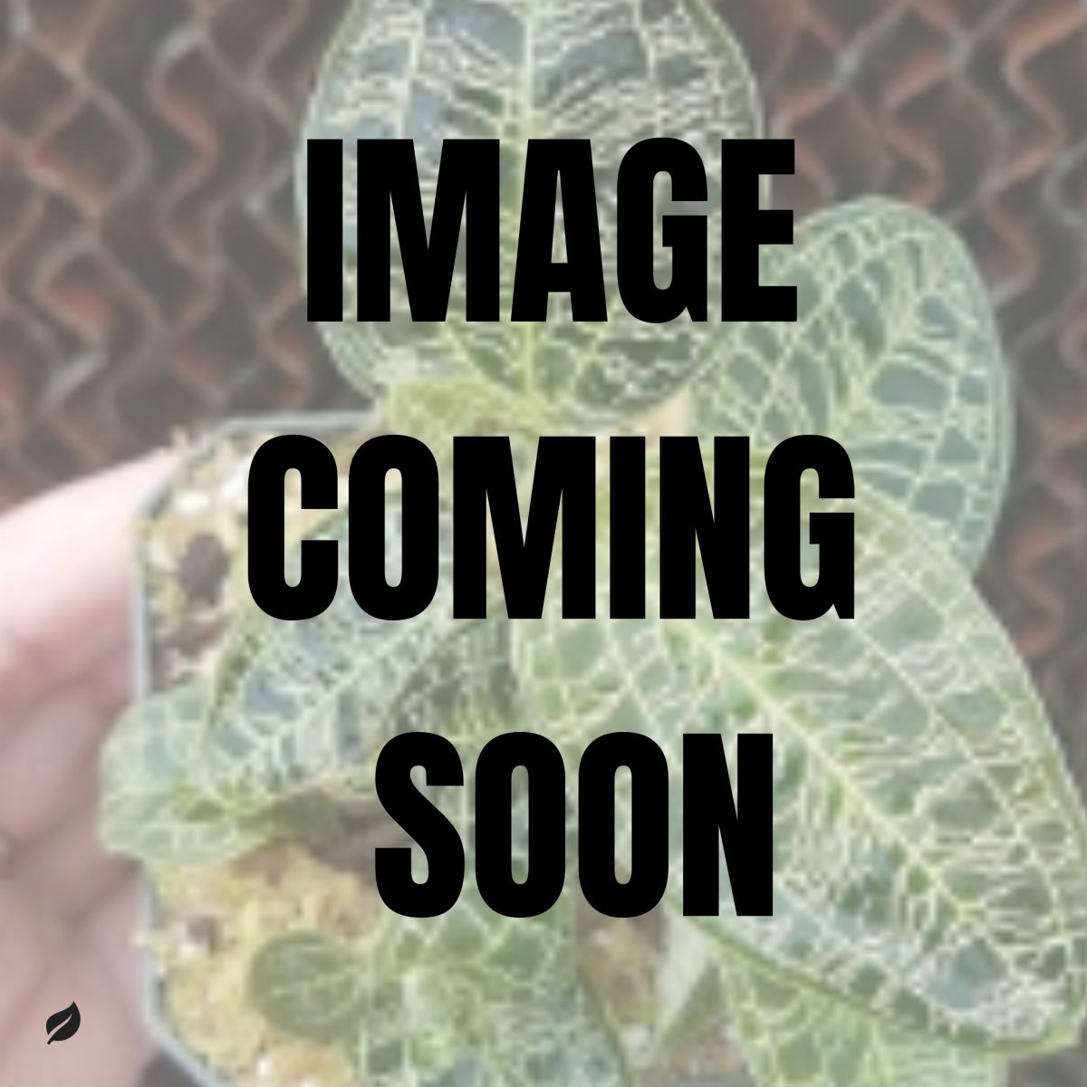  Macodes Petola - Green Jewel Orchid